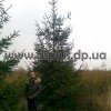 ель обыкновенная